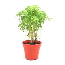 In this update, we highlight the key aspects of the bill as it relates to remote proceedings in court. Organic Ulam Raja Pot Malaysia Zenxin Singapore