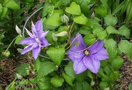 If you're looking for the best plants for the shade and great flowers that thrive in shade, also reach for impatiens, coleus, sweet potato vines, mazus. Pin On Plants