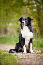 Maybe you would like to learn more about one of these? Facts You Need To Know About The Border Collie Golden Retriever Mix Bordercolliehealth