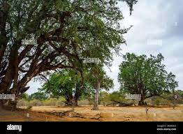 Image result for Xanthocercis