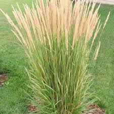 Check spelling or type a new query. Ornamental Grasses Ideal For Canadian Climates Chinook Landscaping Calgary