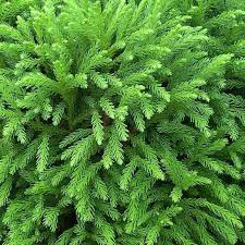 Image result for Cryptomeria