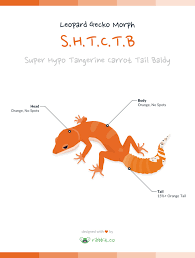 Leopard Gecko Morph Super Hypo Tangerine Carrot Tail Baldy Ribbbit Leopard Gecko Leopard Gecko Morphs Gecko