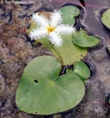 Image result for Nymphoides thunbergiana