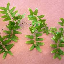 Image result for Lygodium microphyllum
