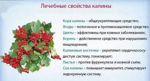 Maybe you would like to learn more about one of these? Shrub Viburnum Merah Atau Biasa Apa Itu Pokok Atau Pokok Renek