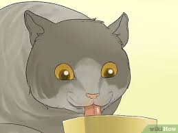 The most common recommendation for dietary control of diarrhea in cats is to use a low fat, moderate fiber diet. 3 Ways To Treat Vomiting Accompanied By Diarrhea In A Cat