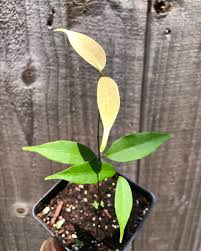 Image result for Landolphia owariensis