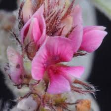 Image result for Indigofera flavicans