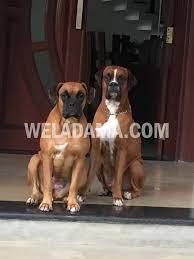 July 15, 2021 | kelaniya. Ilmu Pengetahuan 4 Boxer Dog Puppy Price In Sri Lanka