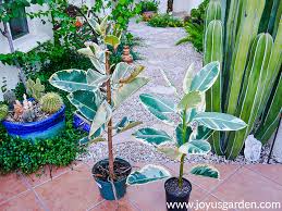 A plant stand can help you achieve a look of cohesiveness; How To Make A Rubber Tree Branch Out Joy Us Garden