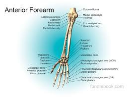 It is composed of many different types of cells that together create tissues and subsequently organ systems. Wrist Anatomy