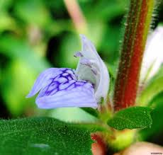 Image result for Hygrophila spiciformis