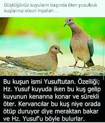 Dus Un Adli Kullanicinin Ilgilenirseniz Panosundaki Pin Hayvanlar Inanc Islam
