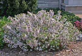 Pin On Gardening