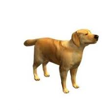 > all activity partners artists childcare general groups local news and views lost & found missed connections musicians pets politics rants & raves rideshare volunteers. Craigslist Dallas Pets Dogs Stlfinder