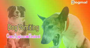 Symptoms of liver cancer in dogs. Dog Vomiting Causes Symptoms And Treatment