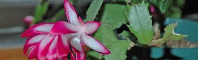 While you wait for the. Wilting Christmas Cactus Melinda Myers