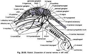 Follow a diagram of the peripheral nerves to add more features to your drawing. Nervous System Of Rabbit With Diagram Chordata Zoology