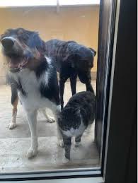 Misty performed a miracle on my dogs. Pet Grooming In Berlin With Best Prices On Petbacker