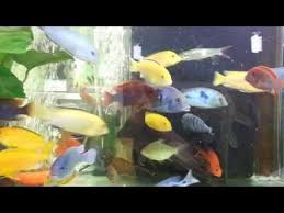 Ciklet Balik Cesitleri Ahli Colico Mucevher Sari Prenses Mavi Prenses Youtube Fish Pet Pets Fish