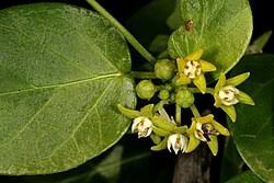 Image result for Cynanchum obtusifolium