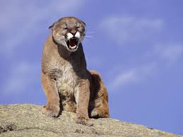 Photo Pumy 08 Jpg 1600 1200 Large Cat Breeds Cat Breeds Animals