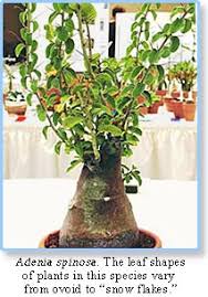 Image result for Adenia