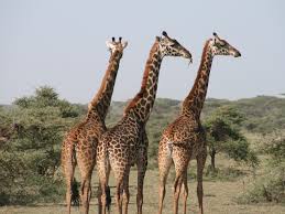 Oamenii de stiinta au anuntat, in urma cu doi ani, descoperirea, in argentina, a unor fosile apartinand unor dinozauri. Girafa Cel Mai Inalt Animal Terestru Din Lume De La Iepurele Gigant La Pelicanul Cret 10 Cele Mai Mari Animale Din Lume