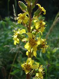 Image result for Ligularia sibirica