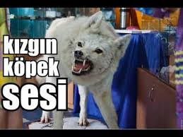 Kizgin Kopek Sesi Ozel Kayit Bir Dunya Ses Hd Youtube