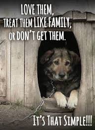 Melania P My Care2 Dogs Save Animals Animal Abuse