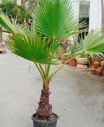 Image result for Washingtonia robusta
