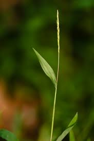 Image result for Microstegium