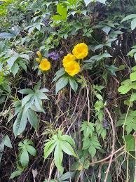 Image result for Merremia tuberosa