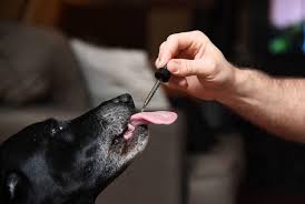 Charlie & buddy hemp oil for dogs. Is Cbd Safe For Your Pets Cnet
