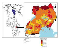 Image result for Sopubia ugandensis