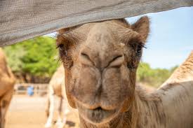 When this tissue is metabolized, it yields more when the camel exhales, water vapor becomes trapped in their nostrils and is reabsorbed into the body as a means to conserve water.31 camels eating green herbage. Our Broome Camels Broome Camel Safaris