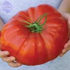Maybe you would like to learn more about one of these? Us 0 73 Gigantomo Tomato Seeds 100 Seeds Professional Pack Half Hardy Annual Tomato Hybrid F1 E4079 M Deargogo Com