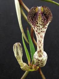 Image result for Ceropegia crassifolia