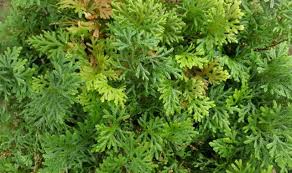 Image result for Selaginella perpusilla