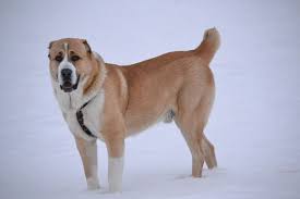central asian shepherd pitbulterer krupnye porody sobak pitbul