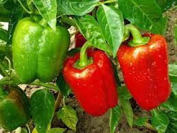Sweet Pepper Chinese Giant 90 Days To Harvest 25 Seeds Etsy Fertilizing Vegetables Growing Vegetables Easy Vegetables To Grow