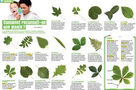 Planete Gaia Vegetal Dendrologie Les Feuilles Des Arbres Feuille Feuilles De Plantes Feuille Arbre