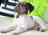 German Shorthaired Pointer Dog Breed Information