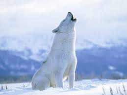 Check spelling or type a new query. Arctic Wolf Wallpapers Wallpaper Cave