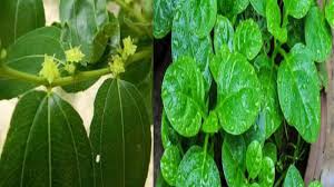 Perhatikan cara mengolah daun bidara menjadi teh herbal maupun masakan lain agar rasanya tidak sepat. Manfaat Daun Bidara Dan Binahong Bagi Kesehatan Tapi Perhatikan Efek Samping Ini Halaman All Pos Belitung