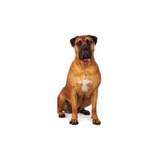 Find bullmastiff puppies for sale and dogs for adoption. Bullmastiff Puppies Petland Cicero Ny