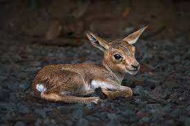 Baby Gazelle By Sekurit Atanas Tumbov On 500px Baby Animals Animals Beautiful Cute Animals