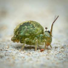 Image result for Globimetula kivuensis